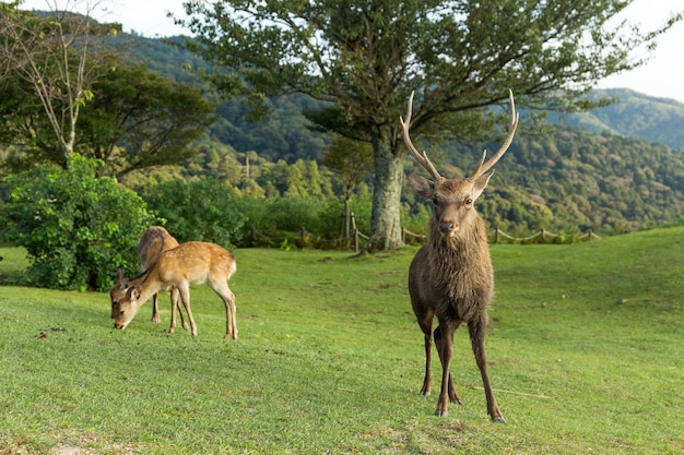 Veado macho na montanha