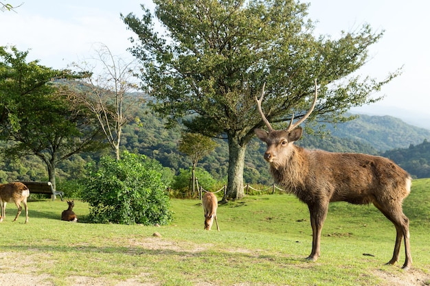 veado macho