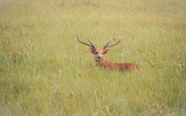 veado na floresta