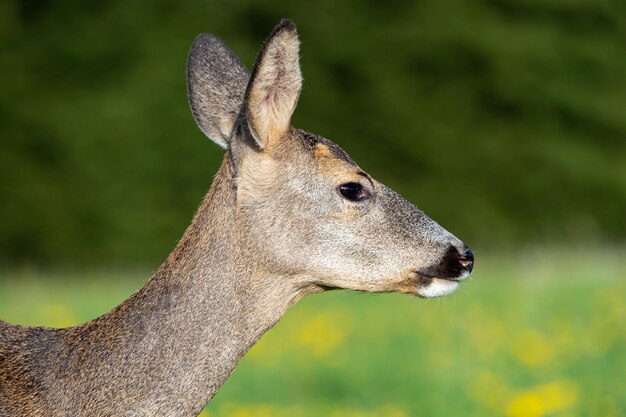 Foto veado na grama capreolus capreolus veado selvagem na natureza