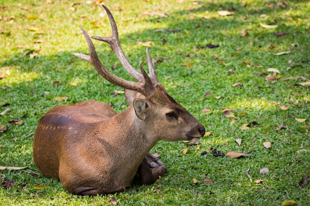 Veado na natureza