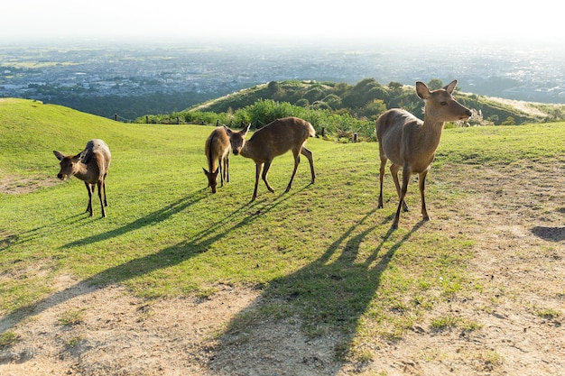 Veado no Monte Wakakusa