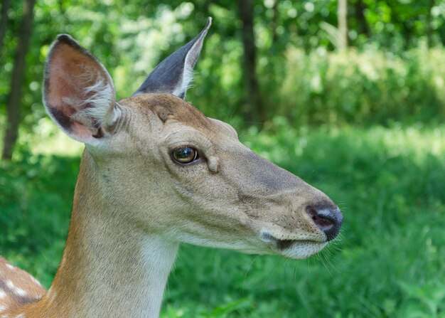 Veado no parque closeup