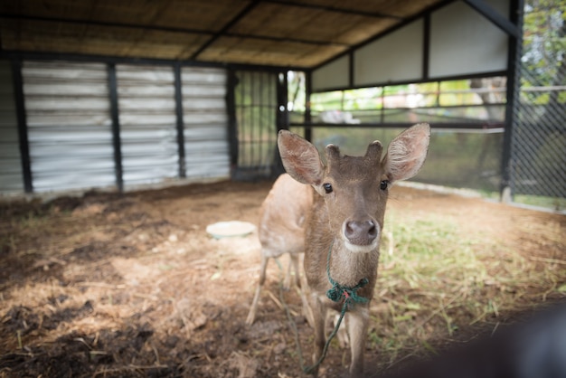 Foto veado no zoológico.