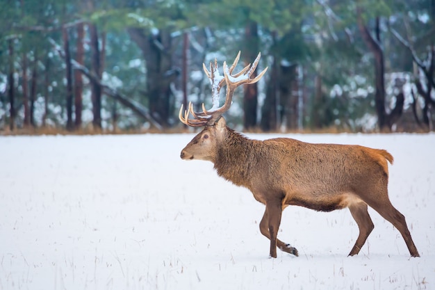 Veado nobre adulto único com grandes chifres bonitos com neve andando no fundo da floresta de inverno