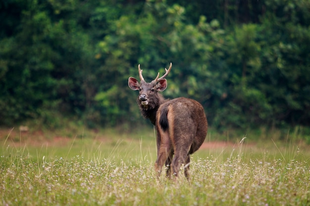 Veado-sambar no parque nacional khao yai na Tailândia