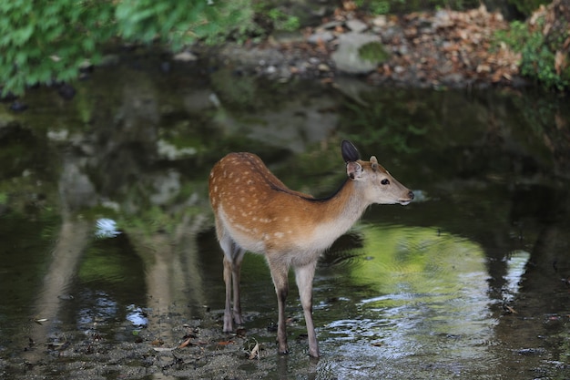 Veado selvagem na cidade de Nara no Japão