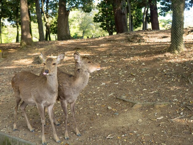 Veado selvagem no Parque de Nara, no Japão. Os cervos são o símbolo da maior atração turística de Nara.
