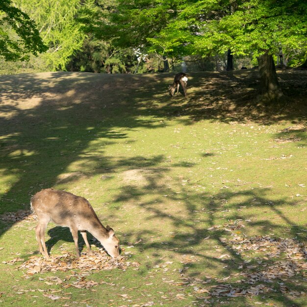 Veado selvagem no Parque de Nara, no Japão. Os cervos são o símbolo da maior atração turística de Nara.