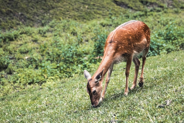 Veado Sika fêmea comendo grama