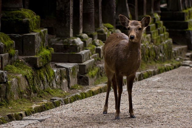 Veado Sika Japonês no Caminho de um Templo em Nara, Japão