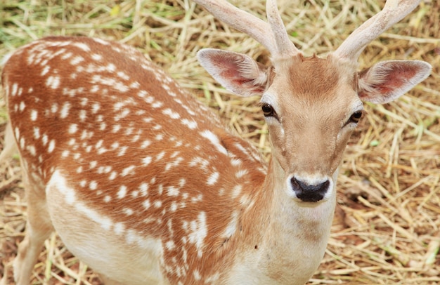 Foto veado sika marrom