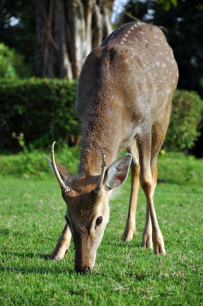 Veado sika na grama