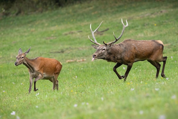 Veado-veado seguindo os cheiros da cerva e farejando na época do cio