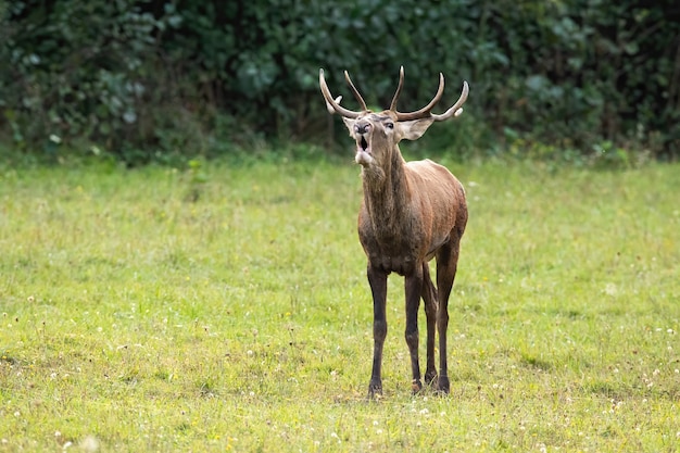 Veado-vermelho berrando na clareira verde na época do cio