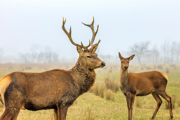 Veado-vermelho cervo e corça em paisagem de floresta de neblina