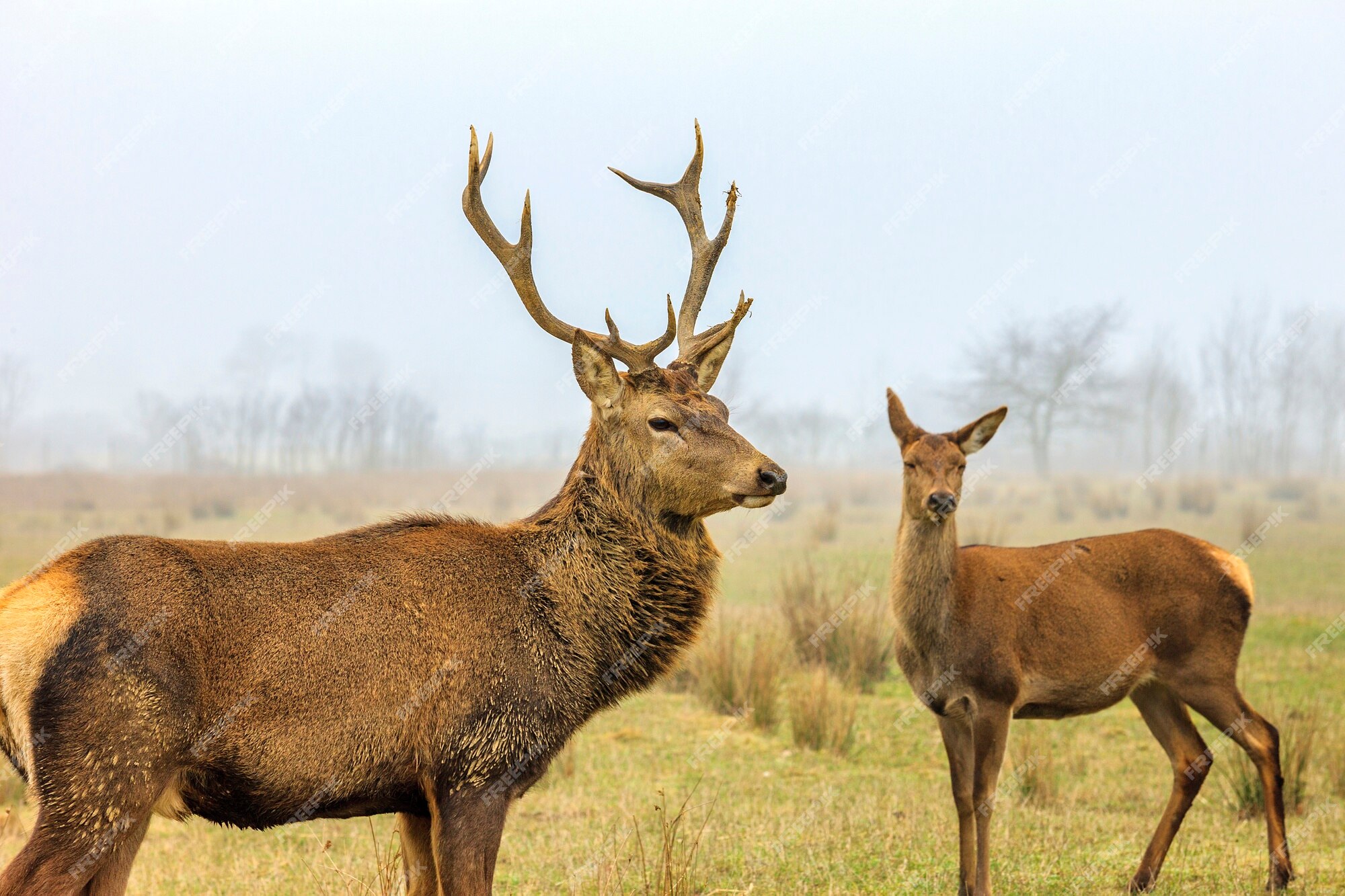 Cervo Corça Animal - Foto gratuita no Pixabay - Pixabay