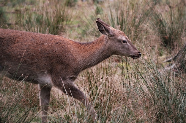 Veado-vermelho, cervo na floresta, Cervus elaphus