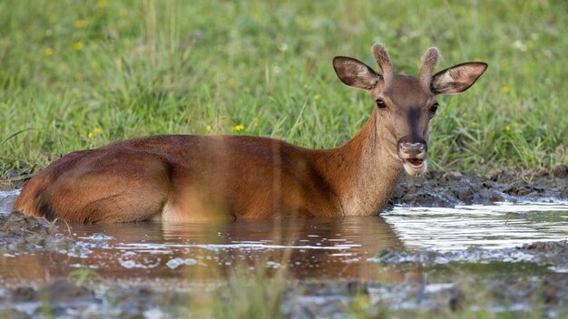 Veado vermelho com chifres de veludo deitado na lama no verão