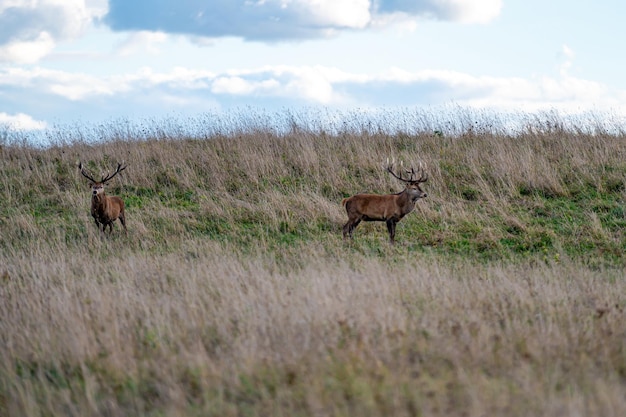 Veado-vermelho com grandes chifres durante a temporada de cio nas pastagens no outono Cervus elaphus