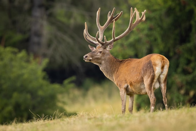 Veado vermelho com novos chifres de veludo em pé no campo