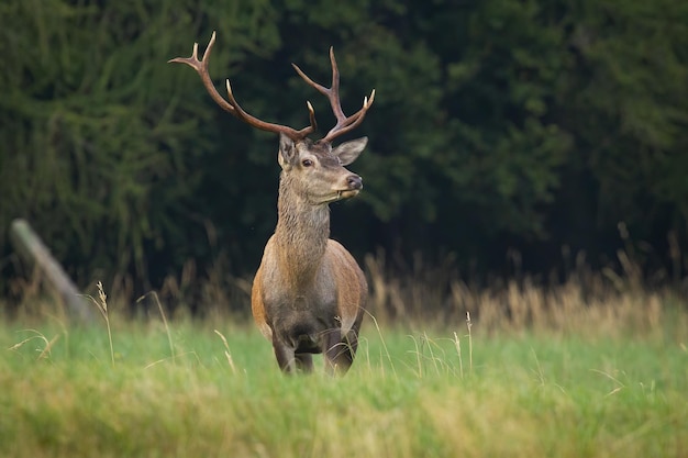 Veado vermelho em pé em prados longos na natureza do outono