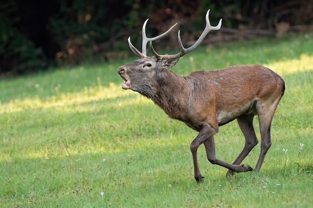 Veado vermelho galopando rápido e rugindo na época do cio