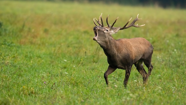 Veado-vermelho macho berrando com a boca aberta no outono com espaço de cópia