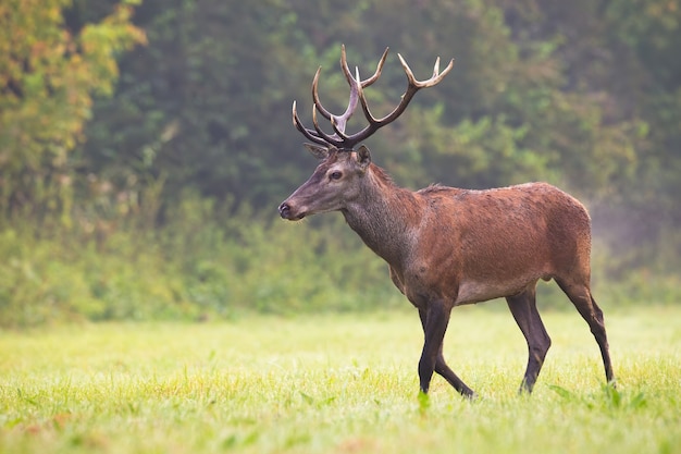 Veado-vermelho movendo-se em campo verde na natureza da névoa de outono