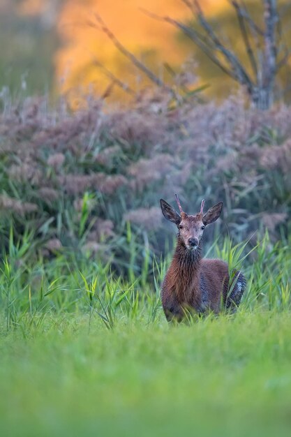 Foto veado vermelho na natureza