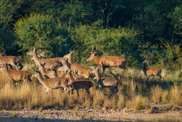 Veado-vermelho na reserva natural parque luro la pampa argentina