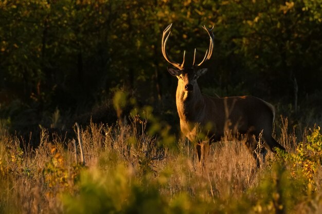 Veado vermelho ou cervus elaphus em uma floresta