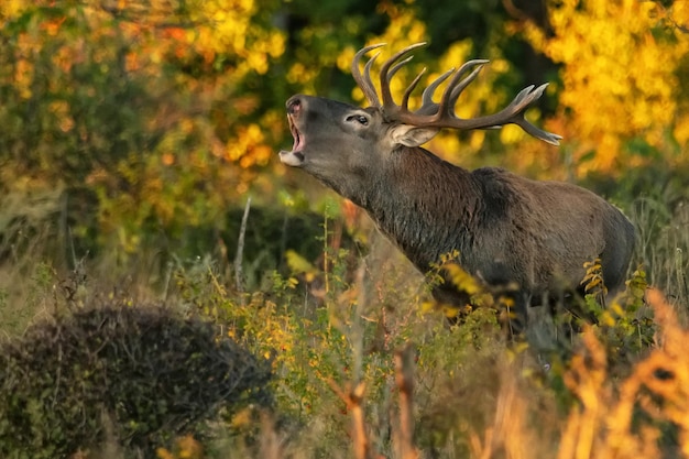 Veado vermelho ou cervus elaphus rugindo em uma floresta