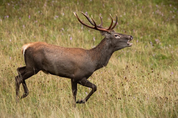 Veado vermelho rugindo enquanto galopava em um prado com grama amarela no outono