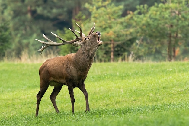 Veado vermelho rugindo no prado verde no ambiente de outono