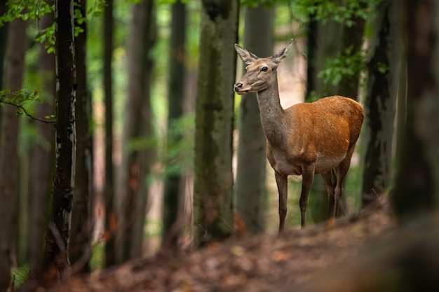 Veado-vermelho traseiro olhando de lado em uma floresta de verão com árvores