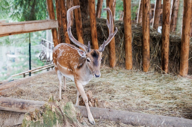 Veado vermelho voltado para a câmera na natureza de verão Animal selvagem com pele marrom observando na floresta