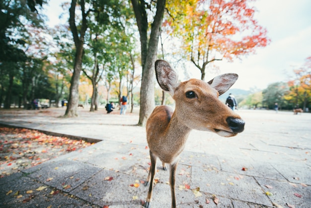 Veados e animais no parque nara, kyoto, japão