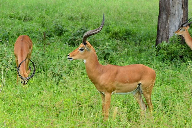 Veados e antílopes selvagens livres na reserva nacional da áfrica com proteção de animais de veados selvagens