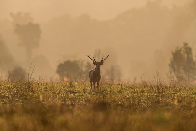 Veados no campo