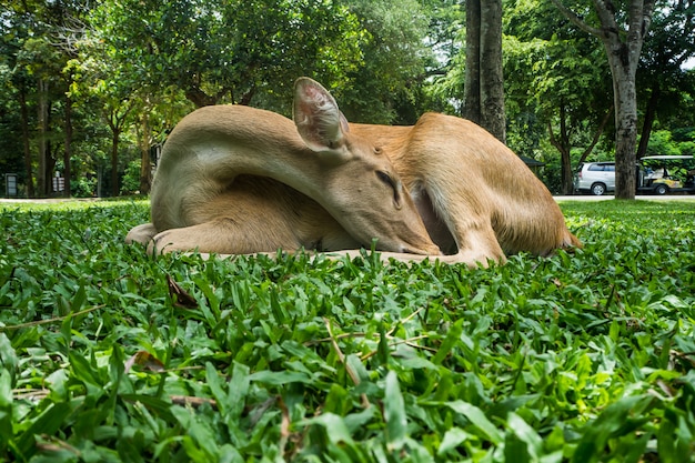 Veados relaxam na sombra do parque.