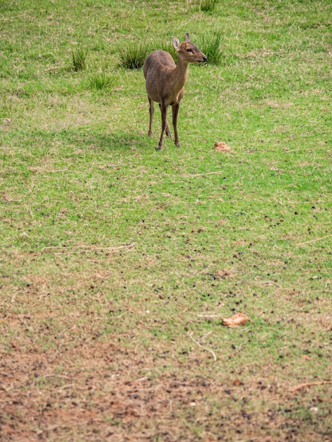 Veados são lindos animais