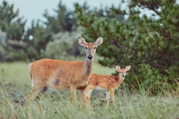 Veados selvagens ao ar livre na floresta comendo grama sem medo bonita e fofa