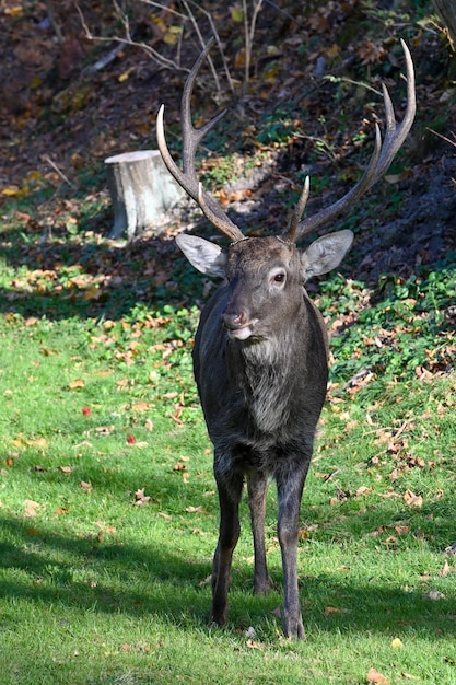 veados selvagens na floresta