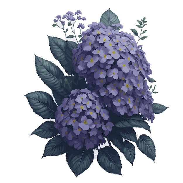 Vector acuarela lacecap hortensia púrpura clipart flor floral