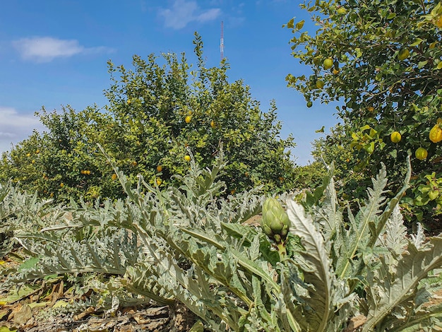 Vega Baja del Segura Alcachofas de la vega baja