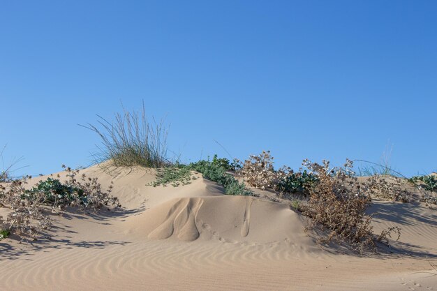 Vega Baja del Segura Guardamar del Segura Paisaje de dunas junto al mar