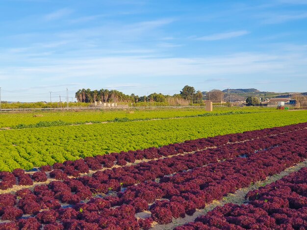 Foto vega baja del segura huerta plantações de hortaliças e verduras