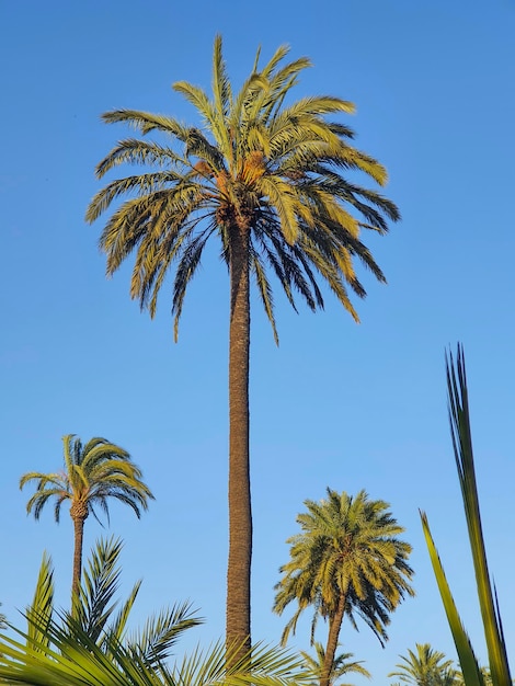 Vega Baja del Segura - Orihuela - El Palmeral de Orihuela y su entorno