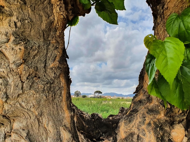 Foto vega baja del segura orihuela paisajes de la sierra la huerta y sus detalles